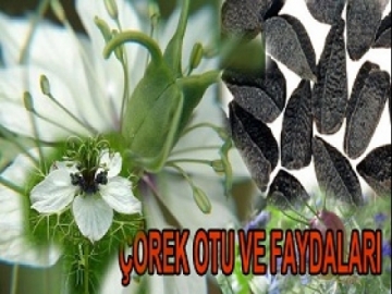 Çörekotu ve Faydaları